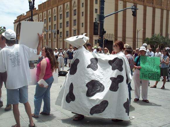 Mock cow protests bo...