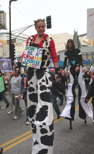 Stilt Walking Cows?...