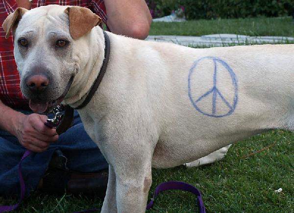 Peace Dog...