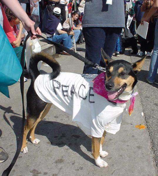Peace Dog...