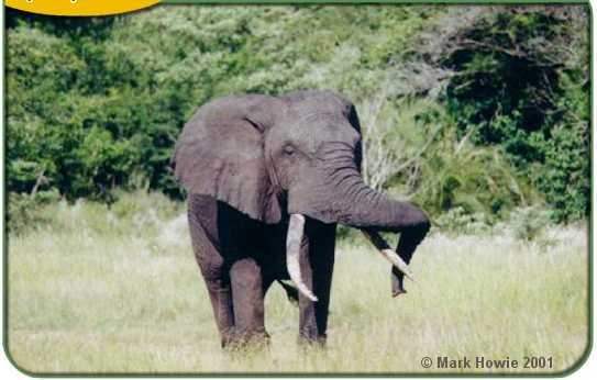 L A Zoo Elephant Fri...