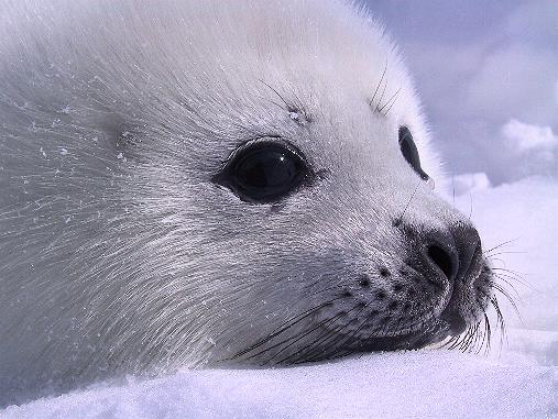 ALERT: Baby seals wi...