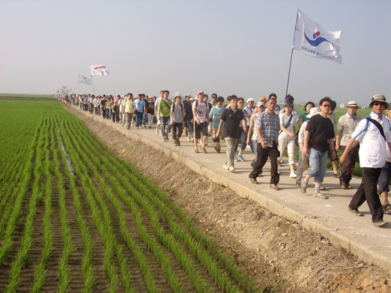 Into the rice fields...