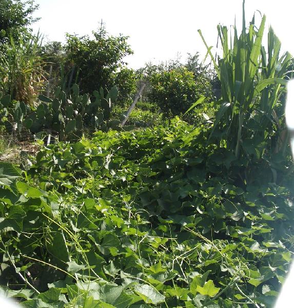 our beautiful garden...