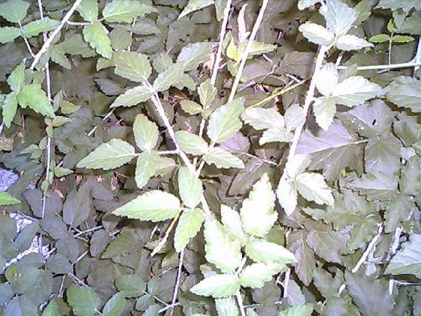 Is this poison oak?...