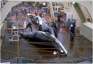 Whale slaughter...