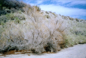 Coyote Holes...