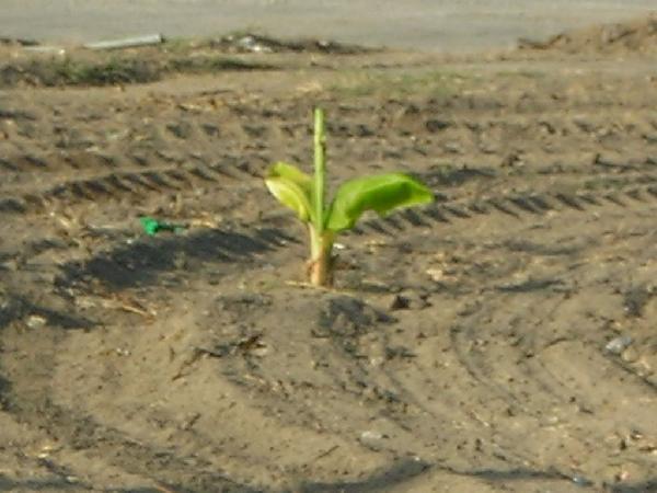 Young banana tree? C...