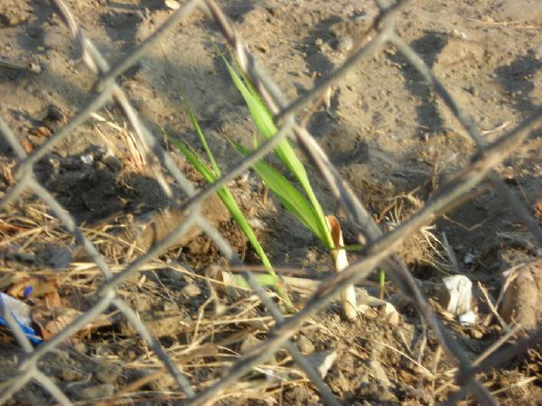 Corn (June 13, 2007)...