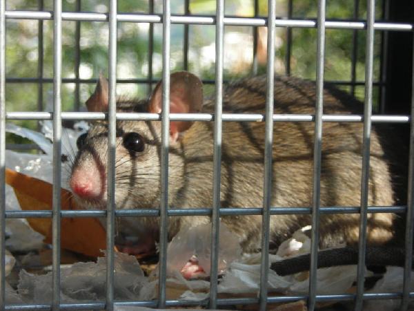A rat in a live trap...