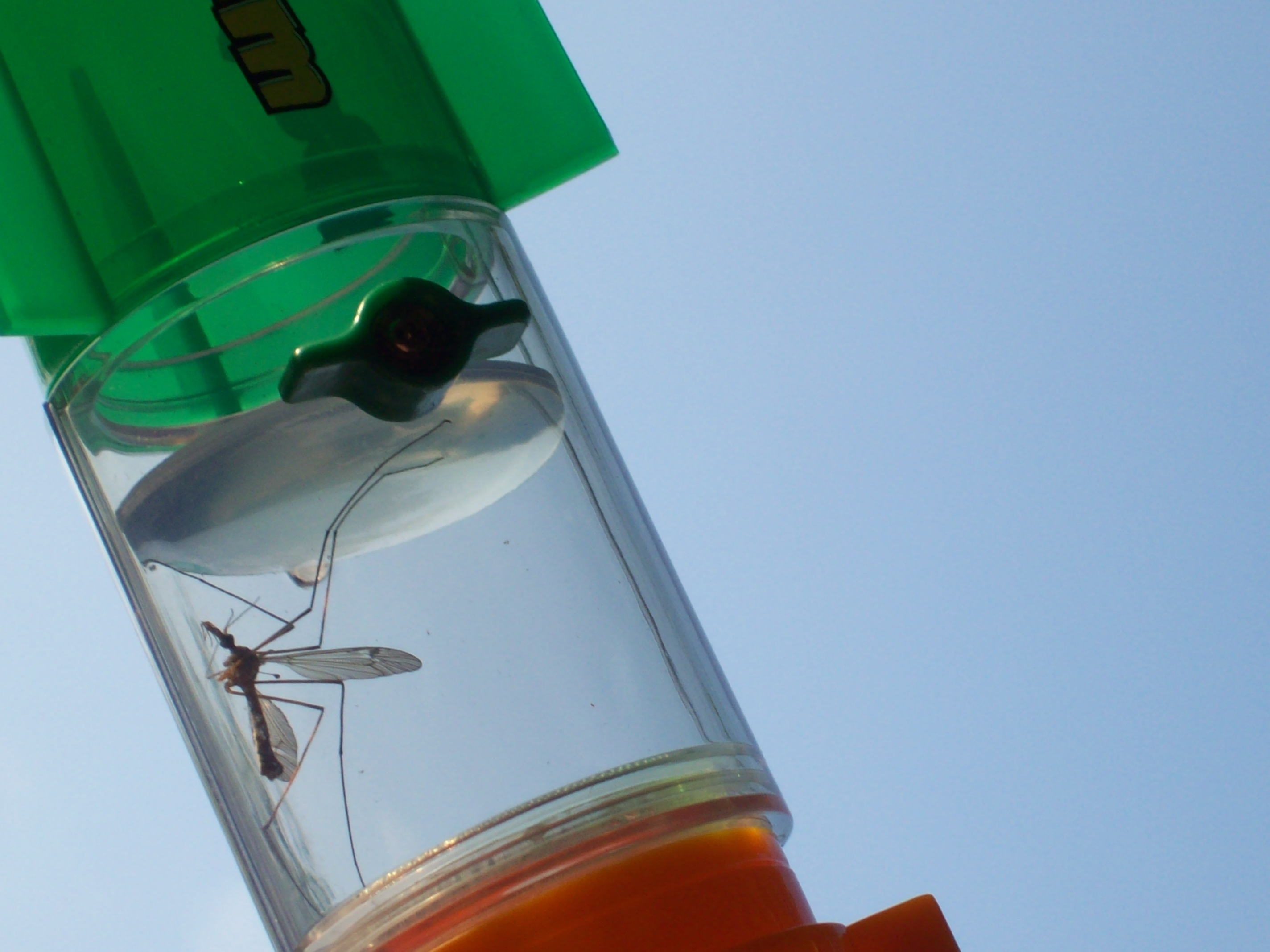 insect vacuum toy