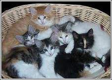 cutest kittens in th...