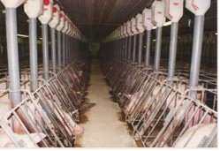 pigs...