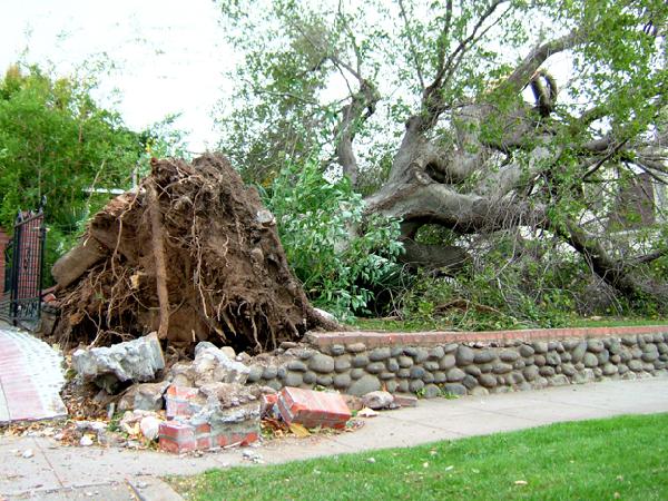 Large Tree Uprooted...