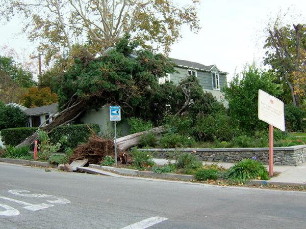 Fallen Trees on Hous...