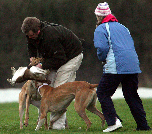 Two coursing fans wi...