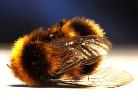 Bayer, Monsanto, Syngenta, BASF, Dow: Biggest Bee Killers