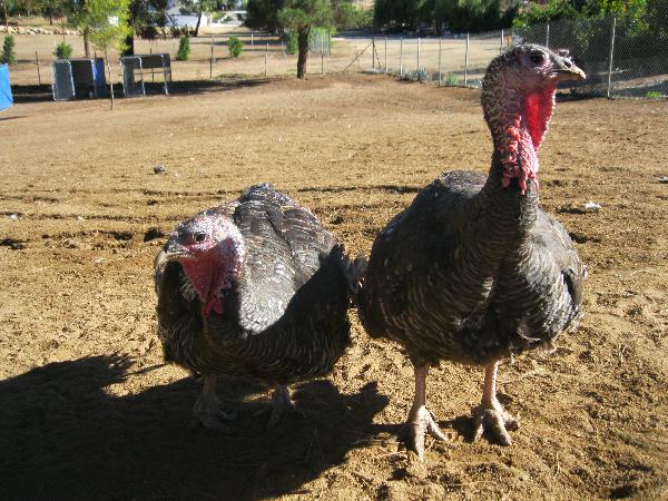 Two female turkeys r...