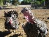 Birds Who Survived the Holidays and Other Tragedies