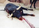 Injuries To Bulls, Horses, Matadors and Spectators in Bullfighting