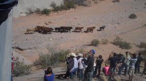 Cows coming home to Bundy Ranch on April 12, 2014