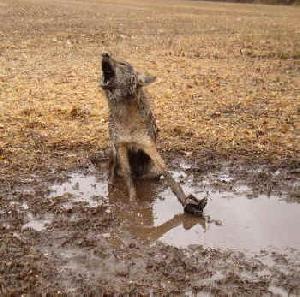 Ohio Kasich Adm. Teaches Children To Drown And Kill Animals