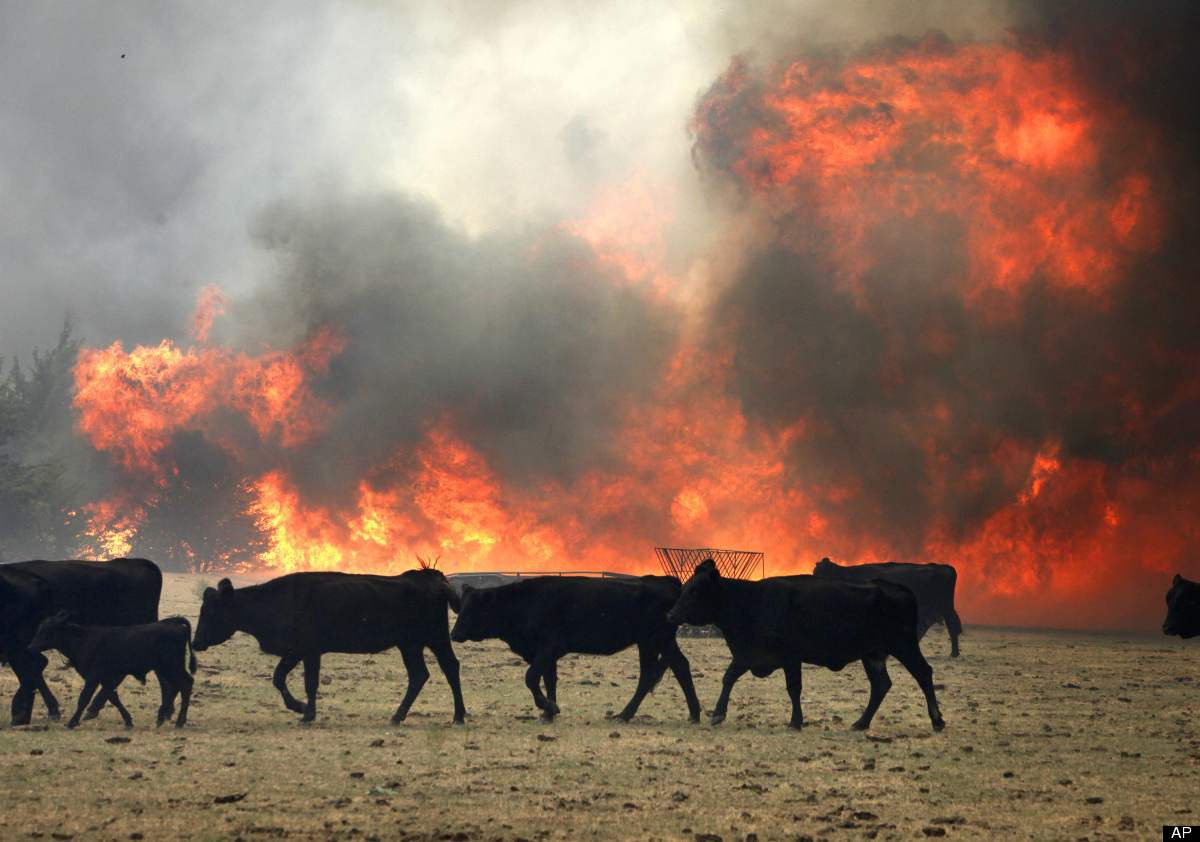 Cows On Fire In Wash...