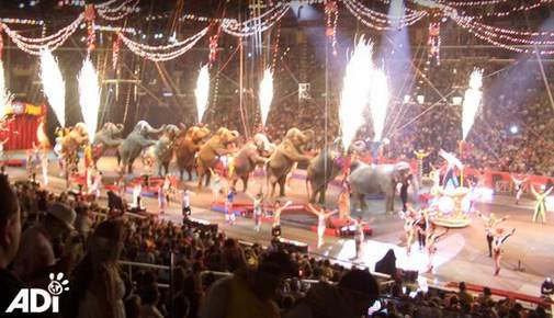 Stop Circus Animal S...