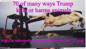 Hormel Slaughterhouse Blood Mist Paralyzing Workers