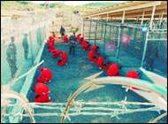Guantanamo........