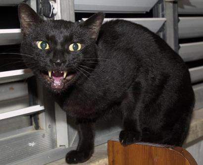 Even cats are oppres...