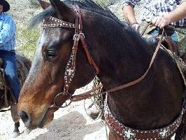 Mormon Perspective on #BundyRanch, U.S. Federal Government, and Divinity of Constitution